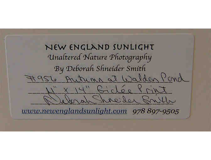 Autumn at Walden Pond - Framed Giclee Print by Deborah Shneider Smith