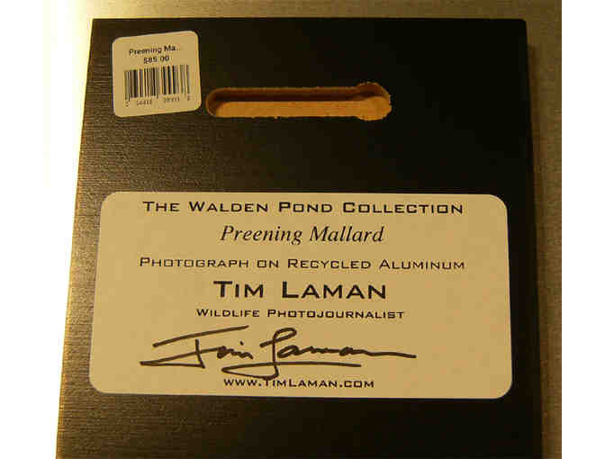 'Preening Mallard' Photograph on Metal by Photographer Tim Laman (copy 2)