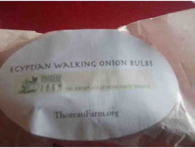 Thoreau Farm Egyptian Walking Onion bulbs