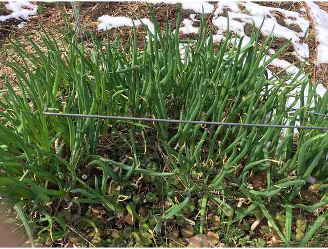 Thoreau Farm Egyptian Walking Onion bulbs - Photo 2