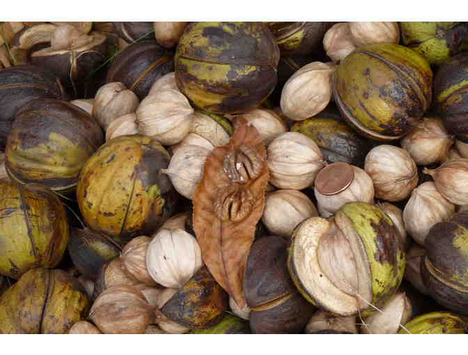 Foraging Book & Shagbark Hickory Nut Gift