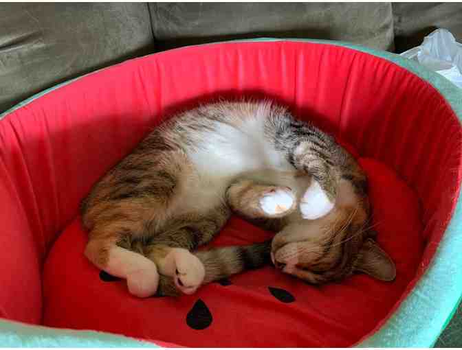 Watermelon Pet Bed