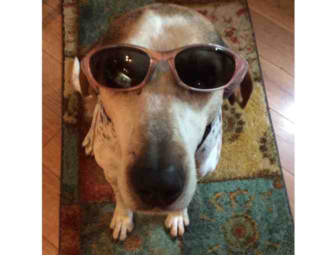 Womens LL Bean Sunglasses