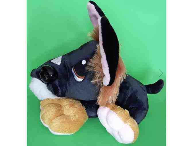 Pibborafi Brodie - German Shepherd/Border Collie Rescue