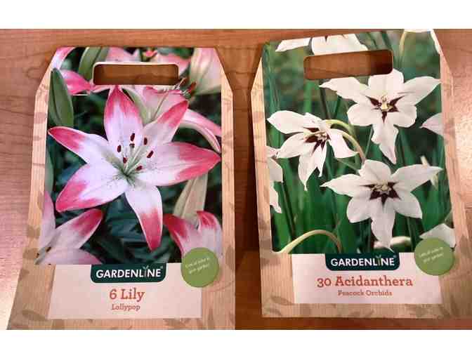 Wooden Butterfly House and Flower Bulbs