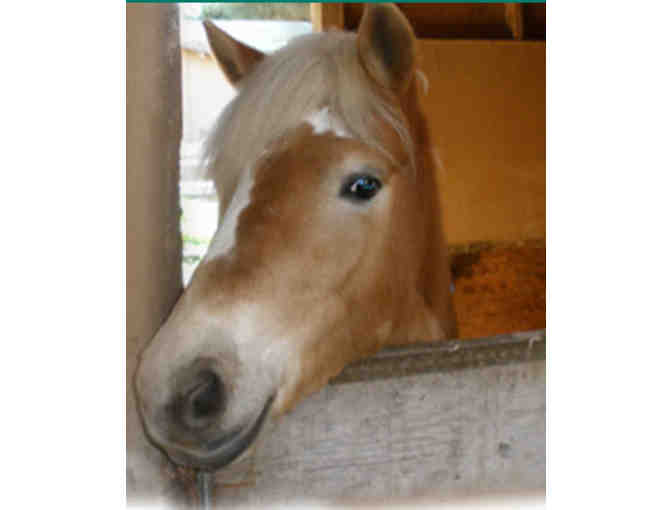 Webb Ranch 4 Person Trail Ride