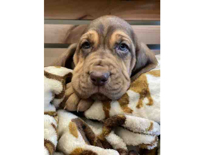 LIVE EVENT ITEM but BID NOW - Purebred Bloodhound 8 Week Old Puppy!