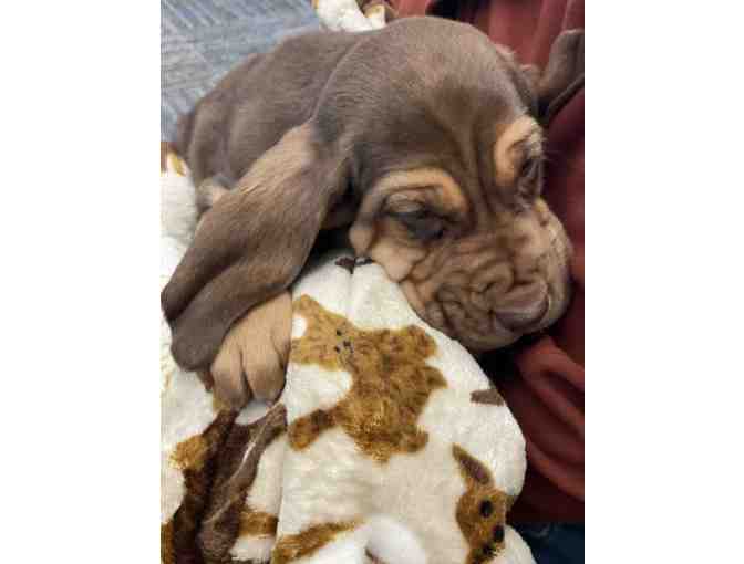 LIVE EVENT ITEM but BID NOW - Purebred Bloodhound 8 Week Old Puppy!