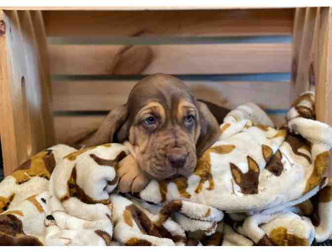 LIVE EVENT ITEM but BID NOW - Purebred Bloodhound 8 Week Old Puppy!