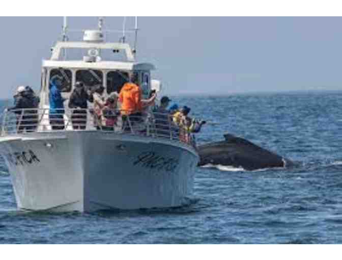 Discovery Whale Watch - $140 Gift Card