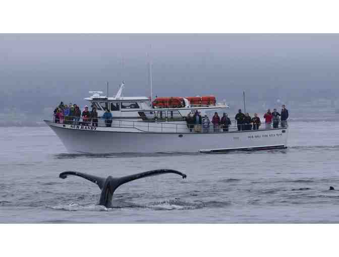 Discovery Whale Watch - $140 Gift Card