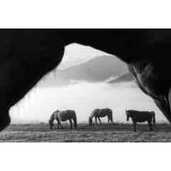 Horse Livin And Lovin It