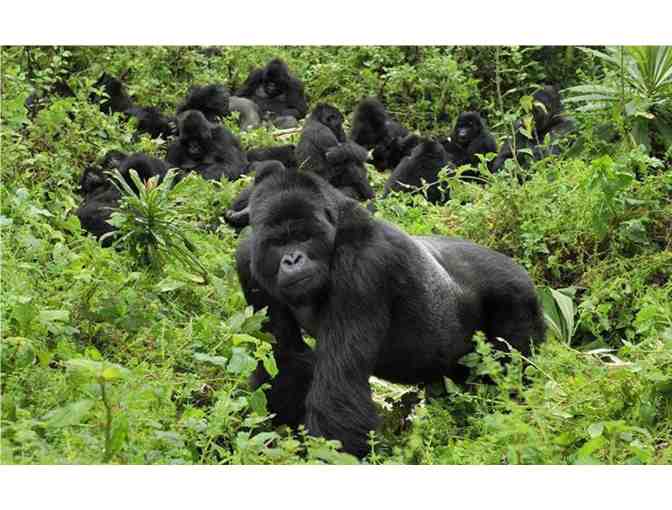 Gorilla Trekking in Rwanda!