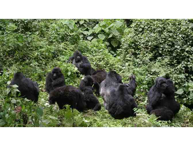 Gorilla Trekking in Rwanda!