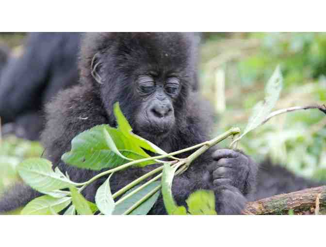 Gorilla Trekking in Rwanda!