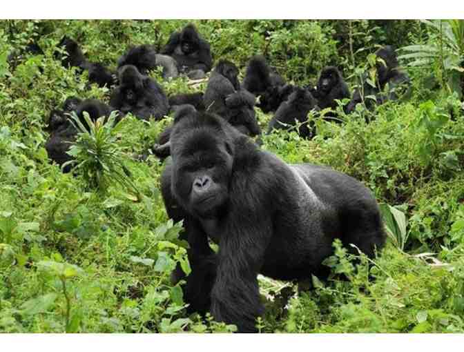 Trekking Gorillas in the Mist: Rwanda! Trip for TWO! - Photo 1