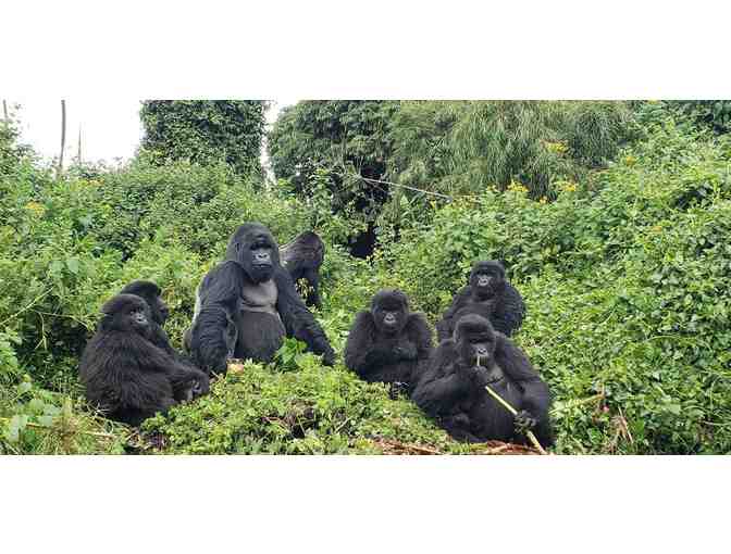 Trekking Gorillas in the Mist: Rwanda! Trip for TWO! - Photo 3