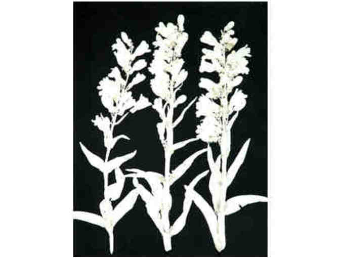 Collagraphic Monoprint, Rocky Mountain Bluebells