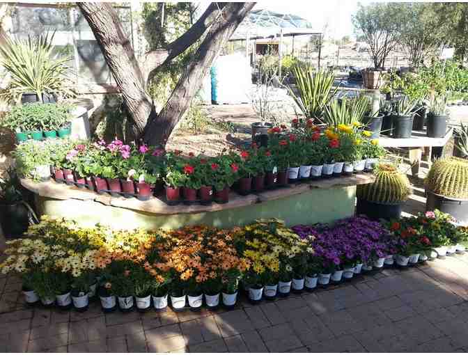 $50 Silverbell Nursery Gift Certificate