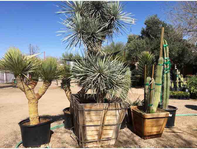 $50 Silverbell Nursery Gift Certificate