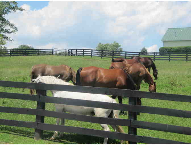 Stay & Food Package! 2 nights @ Pillow & Paddock B & B  La Grange,KY  5 star!!!!!!!!!!!!