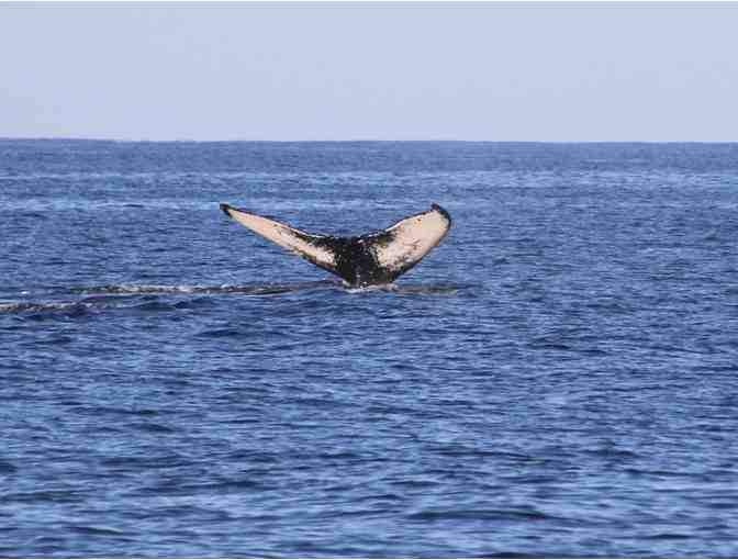 Enjoy 7 nights 5 star LUXURY Maui Kapalua 3 bed Villa  + $200 Food Credit