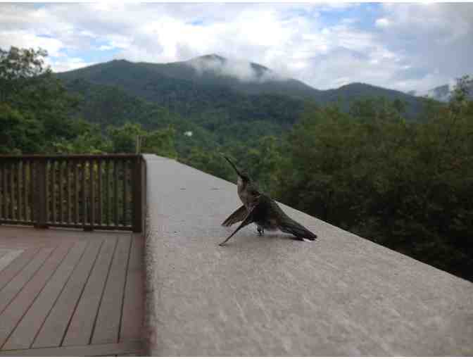 Enjoy 4 nights @ TRI LEVEL MTN 3 bed HOME Canton, NC 4.7 star reviews + $200 FOOD CREDIT