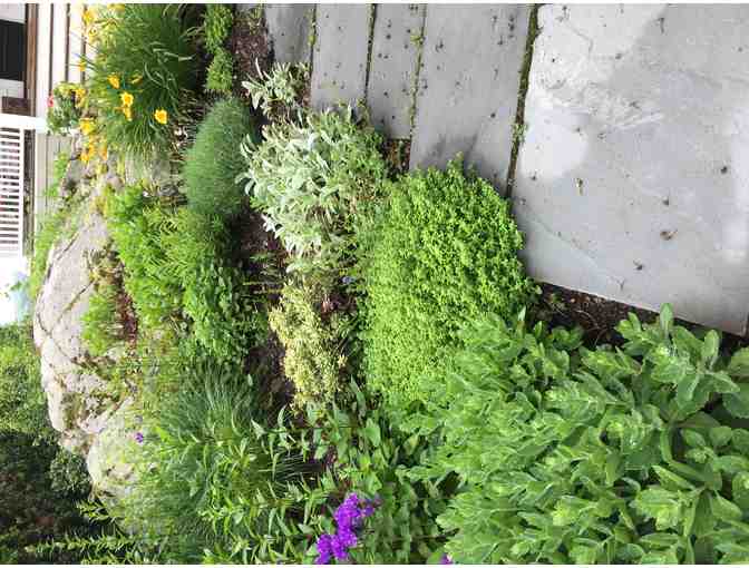 Bloom: 3 Hours of Expert Consultation for Your Garden