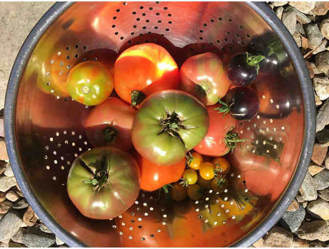Dinnertime Enchantment Under the Beech Tree for 8 people