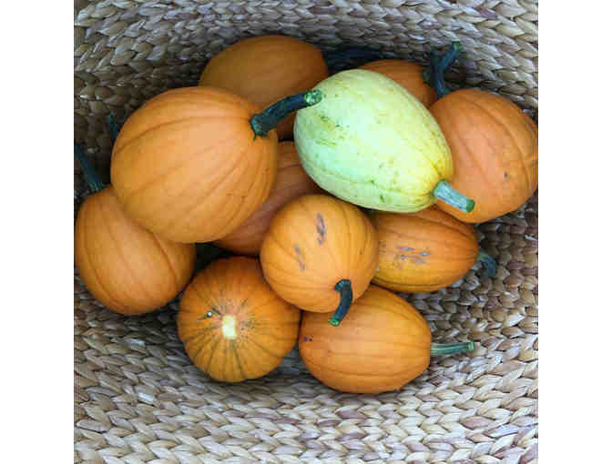 Dinnertime Enchantment Under the Beech Tree for 8 people