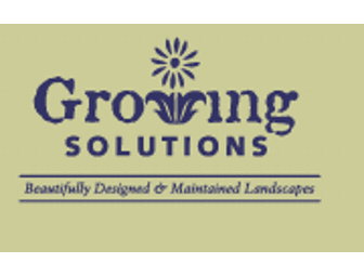 Flowering Dogwood Tree!