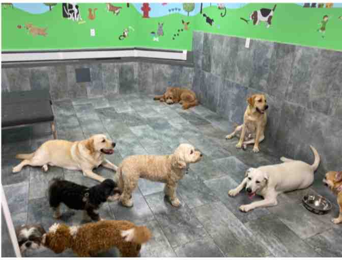 CITY TAILS NYC - One (1) Week of Doggy Daycare