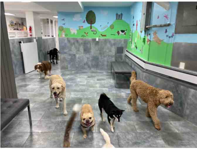 CITY TAILS NYC - One (1) Week of Doggy Daycare