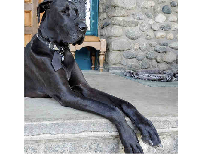 Let's Walk the Dog with Waverly Preschool Teacher, Marina!