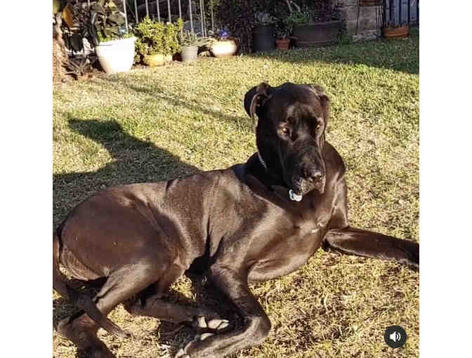 Let's Walk the Dog with Waverly Preschool Teacher, Marina!