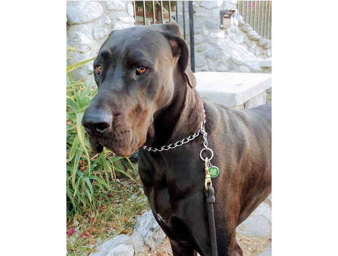 Let's Walk the Dog with Waverly Preschool Teacher, Marina!