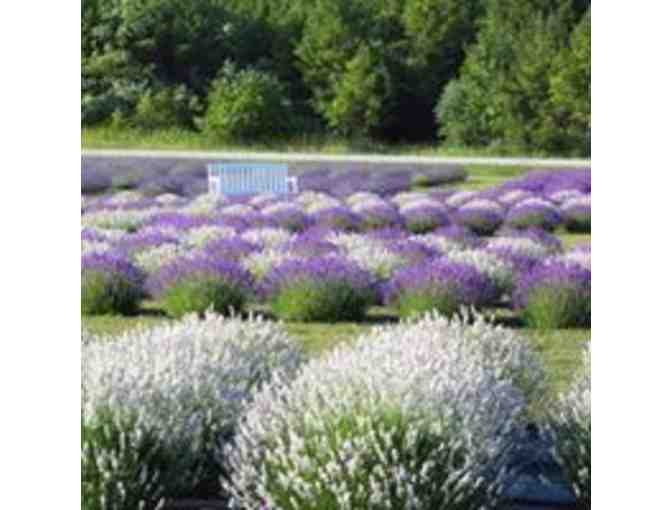 Fragrant Isle $25 gift card