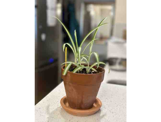 Bloom Tuesday: A Month of Bloom & Air Cleaning Spider House Plant (4')!