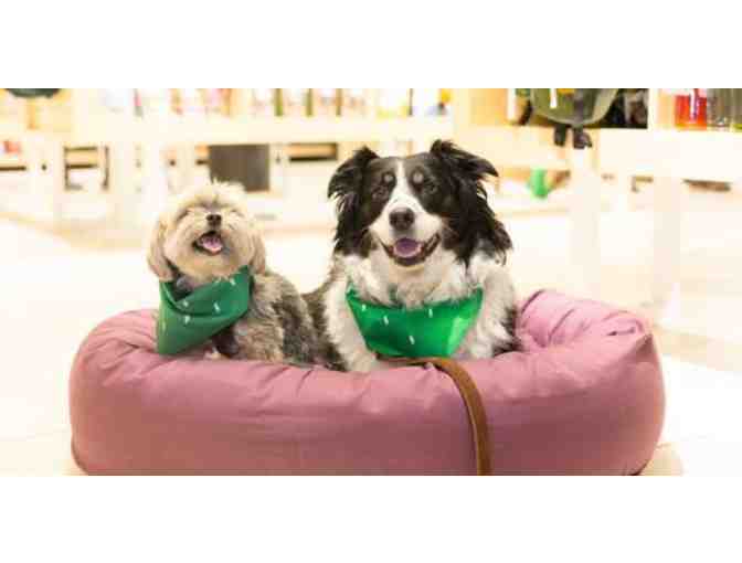 Healthy Spot Signature Spa Treatment for Dogs