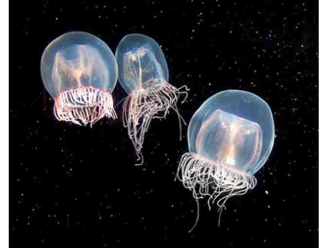 Aquarium of the Pacific - 2 Passes