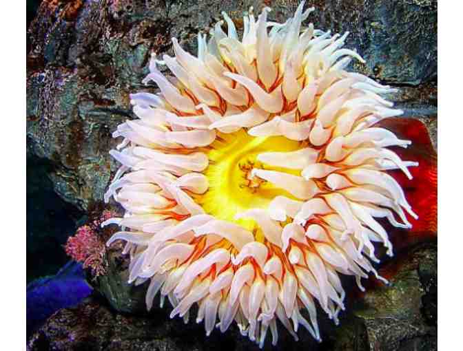 Aquarium of the Pacific - 2 Passes