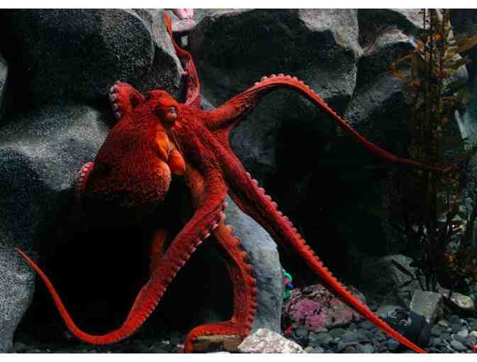 Aquarium of the Pacific - 2 Passes