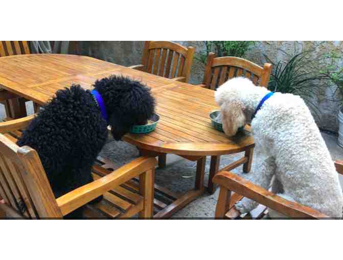 Obedience Please Dog Training Certificate