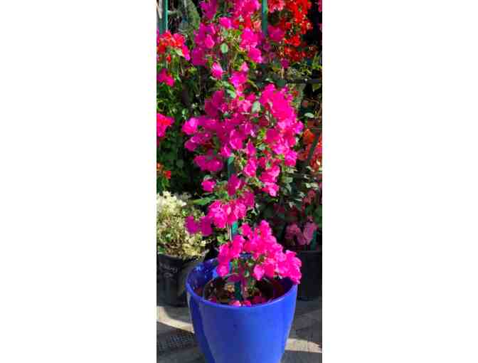 Anawalt Lumber - Potted Plant - $75 Value