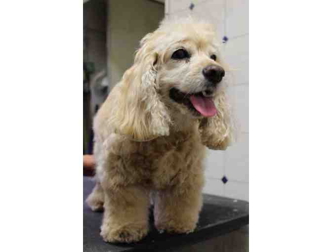 Westside Pet Stop - $25 Gift Certificate