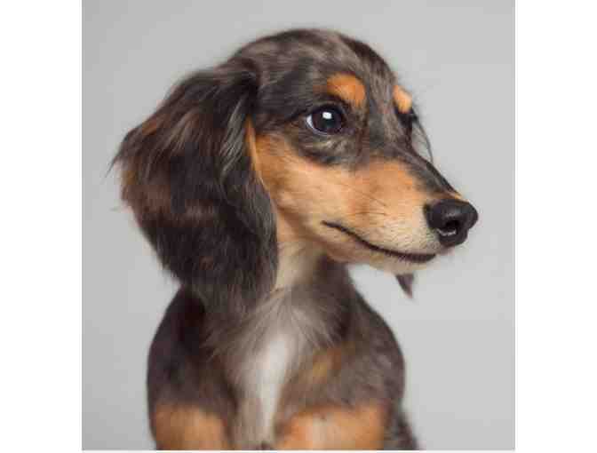 Classic Kids Photography - One In-Studio PET Photo Session