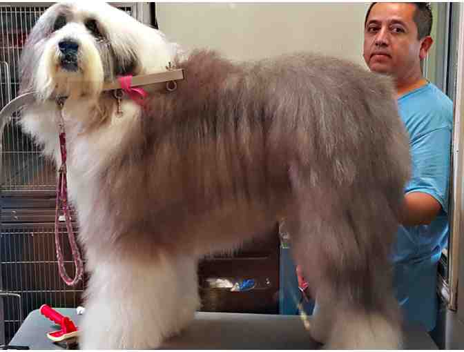 Tender Loving Care - Pet Grooming Services