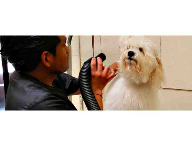 Tender Loving Care - Pet Grooming Services