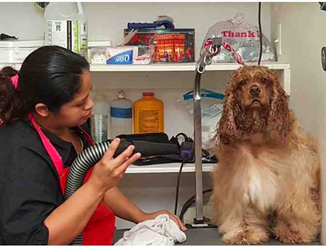 Tender Loving Care - Pet Grooming Services