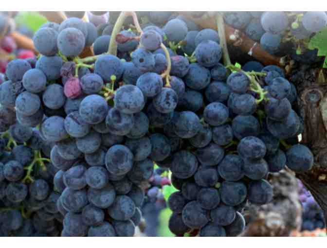 Trinitas Cellars: 2013 Cabernet Sauvignon Magnum ($195)